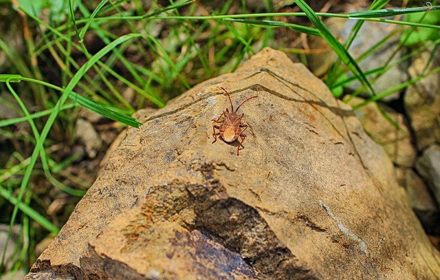 Pest Control in Kerala – Safe, Certified & Reliable